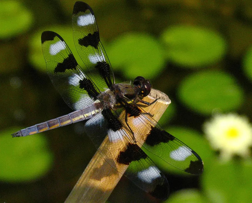 Dragonfly perched on a stick near lily pads.