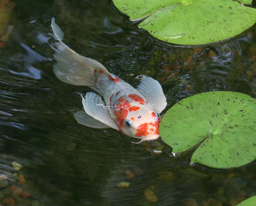 Koi fish swimming near lily pads