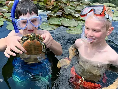Boys snorkeling in pond with turtle, wearing masks.