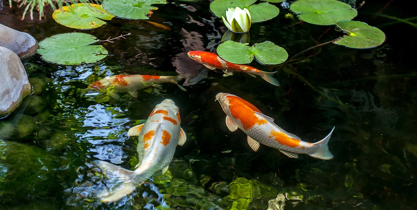 Koi fish swimming in a pond with lily pads.